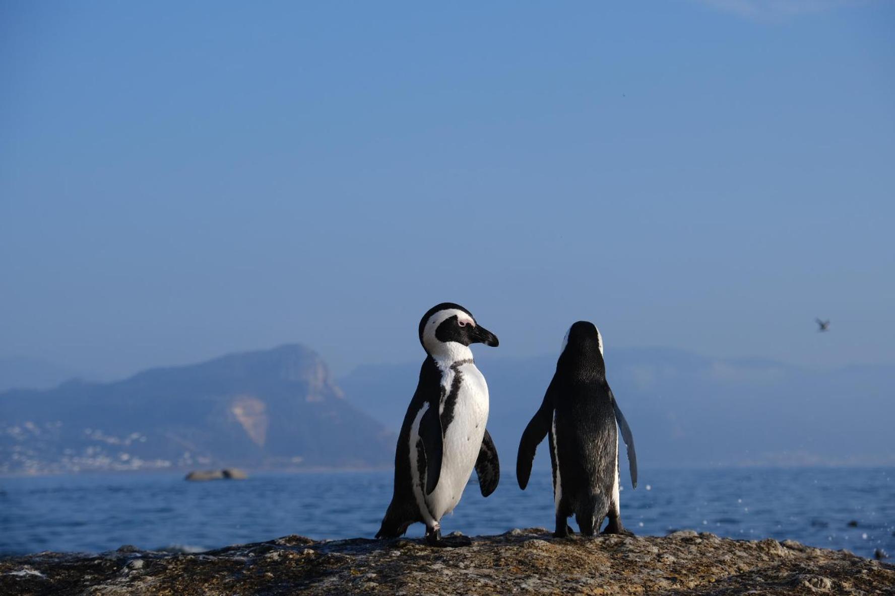 Penguin Haven . Luxury 2 bedroom, Boulders Beach. Kaapstad Buitenkant foto